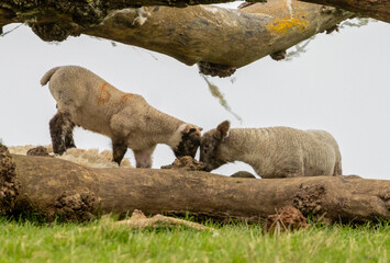 Obraz premium Two cute spring lambs playing around a fallen tree in a field