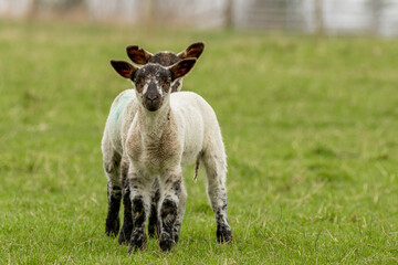 Fototapeta premium Twin little lambs standing together in a green field