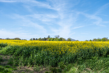 A field full of bright yellow rape seed oil in full flower growing in the Norfolk countryside