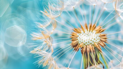 Beautiful close-up of dandelion flower with blue blurred background. Detailed petals and white seeds are visible. Flower is isolated on a soft blue background, creating a serene and peaceful image.