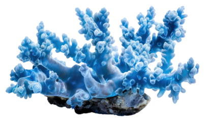 PNG A blue coral outdoors mineral animal