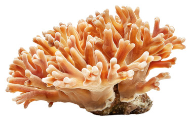 PNG A coral invertebrate outdoors mushroom - obrazy, fototapety, plakaty