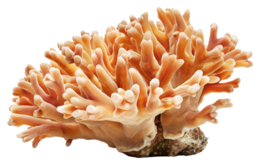 PNG A coral invertebrate outdoors mushroom