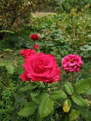 Naturel Rose