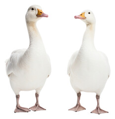 PNG White geese animal goose bird - obrazy, fototapety, plakaty
