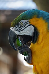 Close Up vom Kopf eines Aras, eines bunten tropischen Papageien, der sich zum Fressen ein Blatt mit seinen Krallen zum Schnabel führt