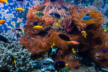 Tropical fishes in blue water with coral reef