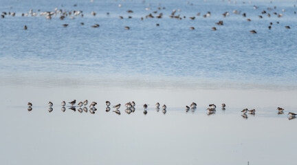 A flock of Dunlin, in the salt marshes of the natural reserve of Lilleau des Niges on the Ile de Ré island in France