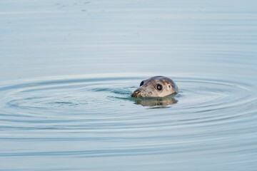 Adorable Harbor Seal Looking at Camera at Lilleau des niges, re island, ornithological reserve, france