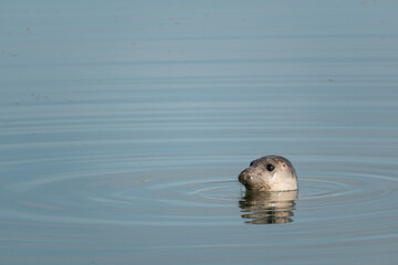 Adorable Harbor Seal Looking at Camera at Lilleau des niges, re island, ornithological reserve, france