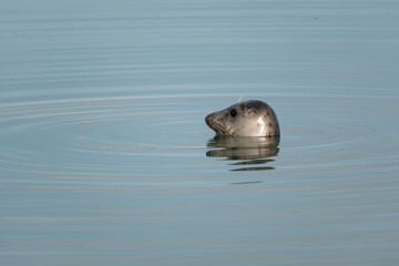 Adorable Harbor Seal Looking at Camera at Lilleau des niges, re island, ornithological reserve,...