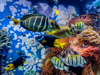 Underwater scene.  Colorful and vibrant aquarium life