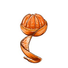 Illustration of a hand drawn tangerine with peeled peel