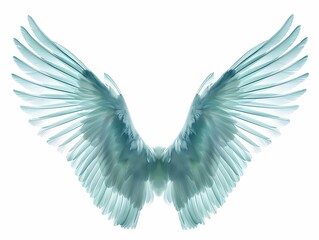 angel wings isolated on white