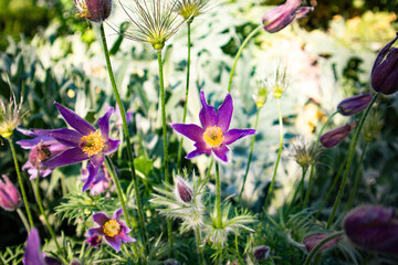 Pulsatilla vulgaris purple flowers in a spring park. Floral landscape in sunny day. Natural floral backdrop. Flower meadow in summer. Flowering plant.