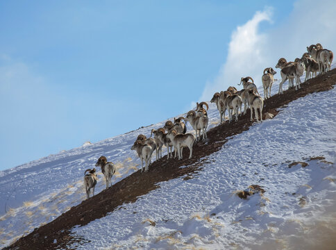 Marco Polo's argali stands on mountainside against the sky.