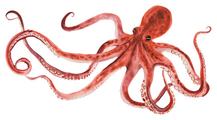 PNG An octopus in the style of minimalist illustrator animal white background invertebrate - obrazy, fototapety, plakaty