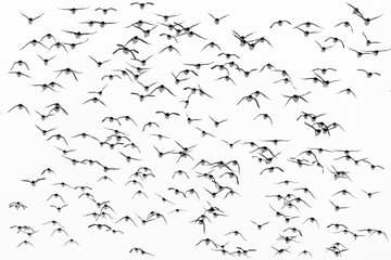 large flock of guillemots in flight