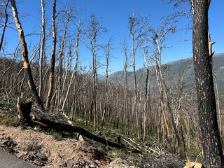 Land after recent wildfire. Dead forest, barren of plants mountains with burned trees trunks. Roads...