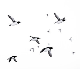 Naklejka premium large flock of guillemots in flight