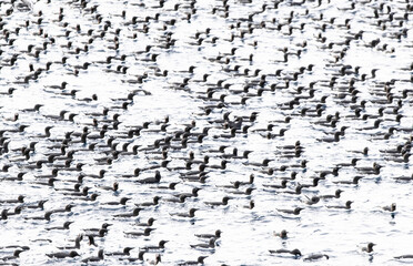 large flock of guillemots floating on the ocean