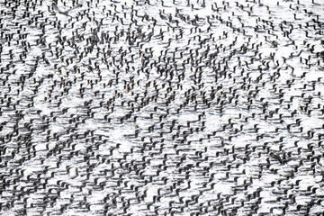 large flock of guillemots floating on the ocean