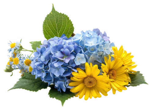 PNG Bouquet from blue hydrangeas and yellow asters sunflower plant petal