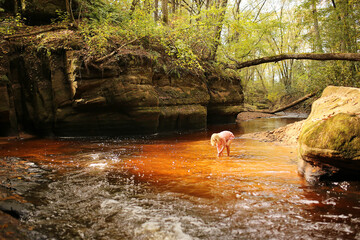 Little Girl Child Exploring for Rocks in Red Iron Filled River Surrounded by Rock Formations