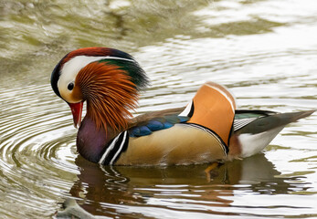 Close up of a beautiful male mandarin duck