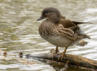 Female mandarin duck in the pond