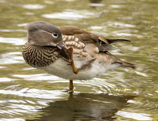 Female mandarin duck in the pond