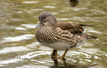 Female mandarin duck in the pond
