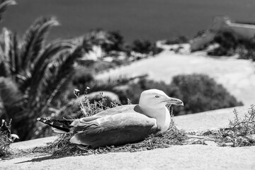 A seagull resting on the defensive walls of the Santa Barbara castle in Alicante, Costa Blanca, Spain in black and white - 786664925
