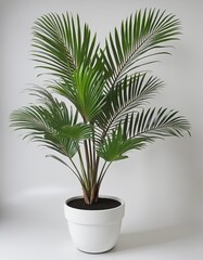Side view of potted houseplant in bright colours Areca Palm