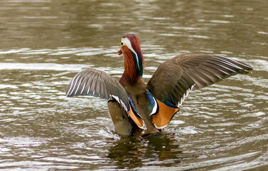 Male mandarin duck flapping his wings in the water