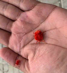 Beautiful red velvet mite on hand