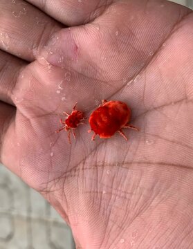 Beautiful red velvet mite on hand