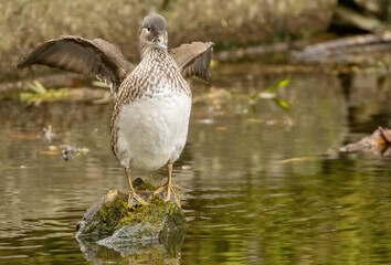 Female mandarin duck in the pond