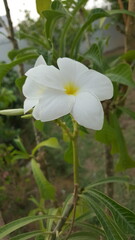 Beautiful white and yellow flower