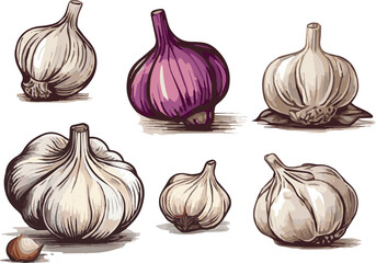 "Artistic Hand-Drawn Garlic: Detailed Illustrations for Culinary Designs"