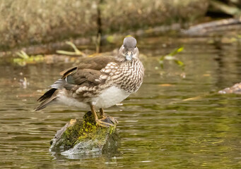 Female mandarin duck in the pond