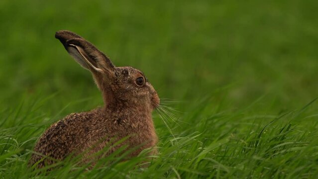 A European hare (Lepus europaeus) also known as the brown hare sitting in tall grass.