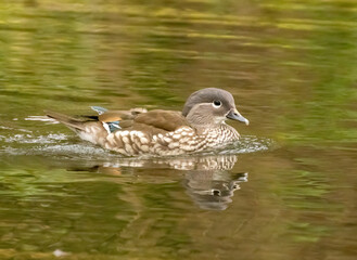 Female mandarin duck in the pond
