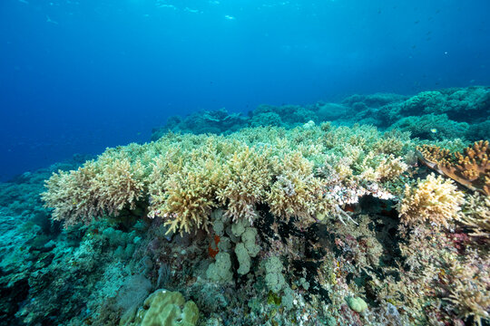 Soft corals, Coelogorgia palmosa, covering the dead acrapora table coral, Raja Ampat Indonesia.