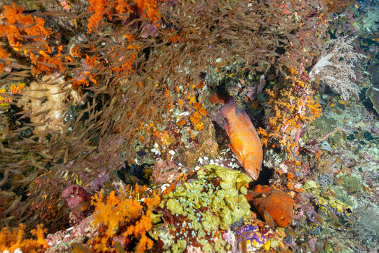 Coral grouper,Cephalopholis miniata, chasing glass fishes in the reef crevices, Raja Ampat, Indonesia.