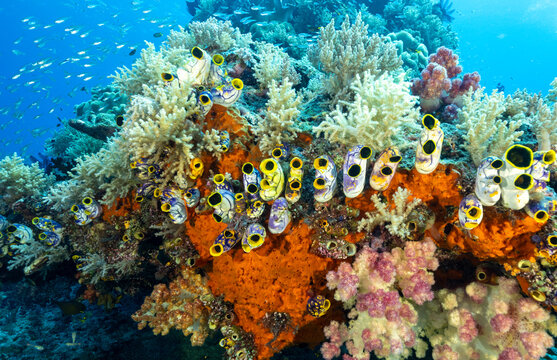 Coral reef scenic with sea squirts, Polycarpa aurata, Raja Ampat Indonesia.