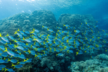 Yellowtail fusilier, Caesio cuning, Raja Ampat Indonesia