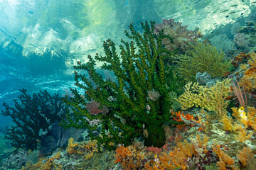 Reef scenic with green tubastraea, Tubastraea micranthus, Raja Ampat Indonesia.
