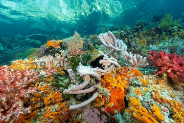 Reef scenic with soft corals and sponges Raja Ampat Indonesia.