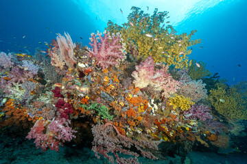 Reef scenic with soft corals Raja Ampat Indonesia.